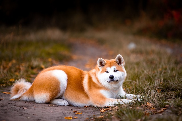 ležící akita