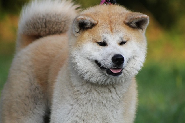 akita inu zblízka